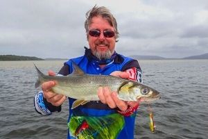 silver bream