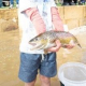 trout