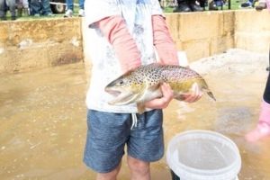 trout