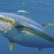 yellow fin