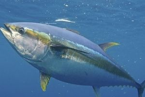 yellow fin