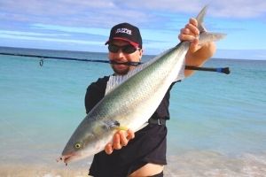 australian salmon