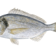 black bream fish