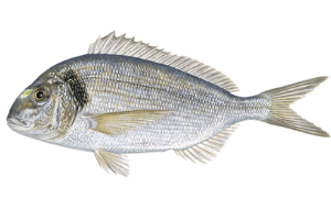 black bream fish