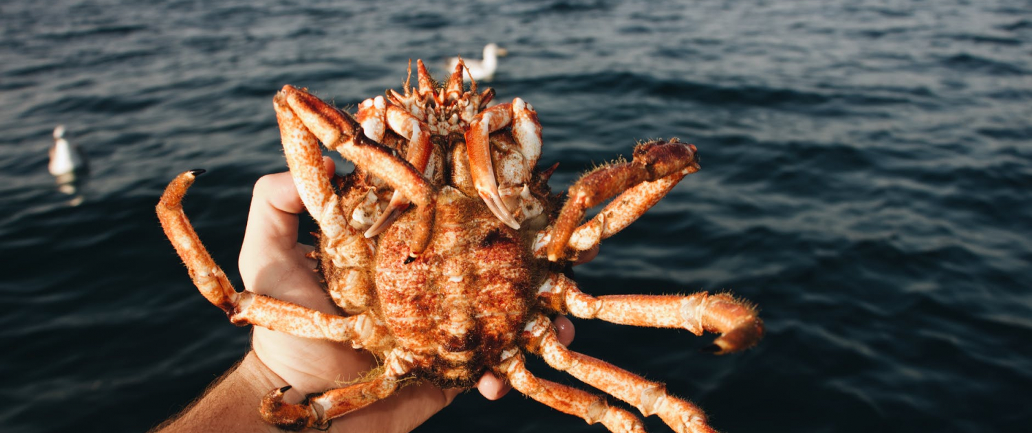 crabs