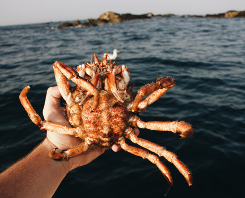 crabs