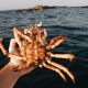 crabs