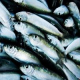 herring