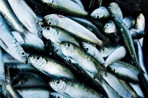 herring