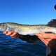king george fishing