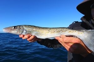 king george fishing