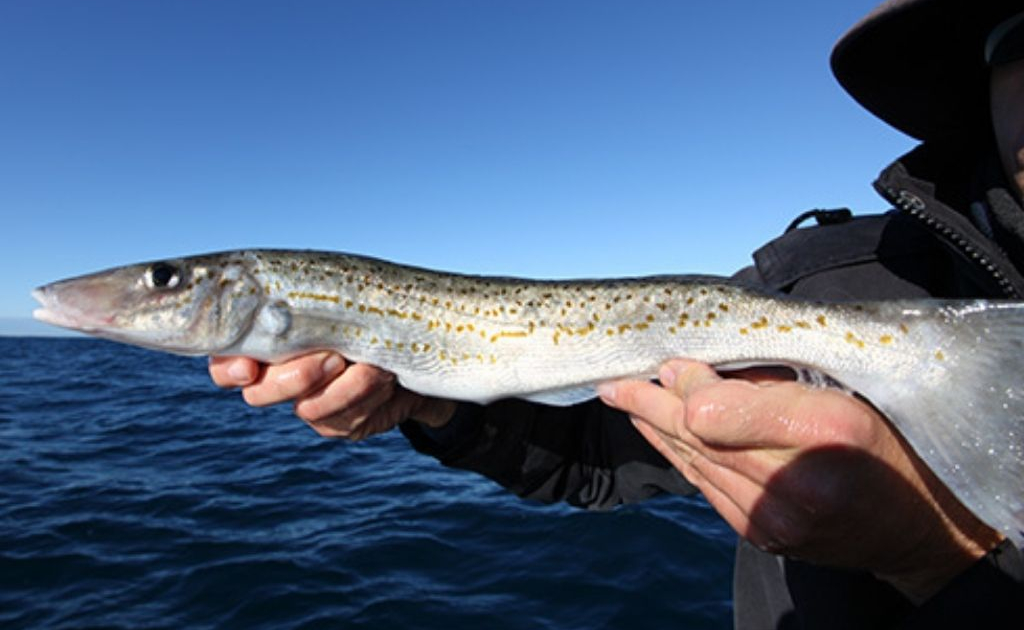 king-george-whiting-fish