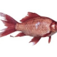 pink snapper