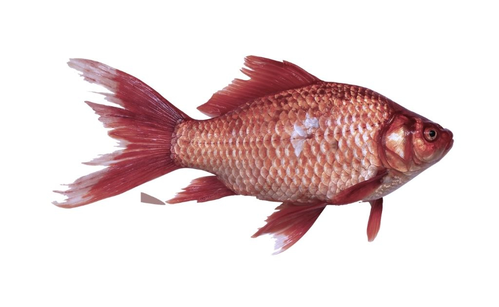 pink-snapper-fish