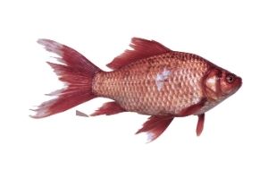 pink snapper