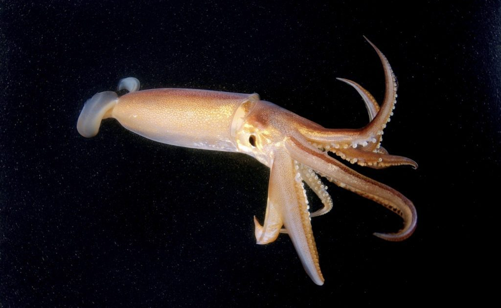 squid