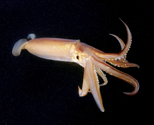 squid