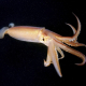 squid