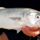 tailor fish