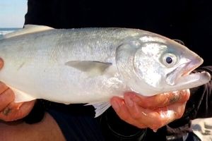 tailor fish